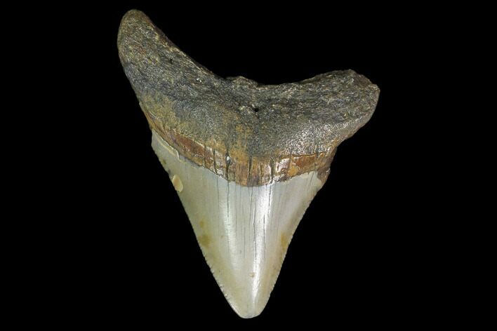 Fossil Megalodon Tooth - North Carolina #130039